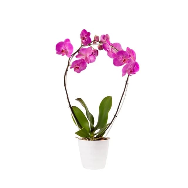 Pink Orchid