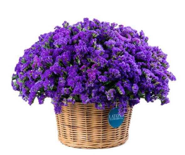 Корзина ‹Dry Purple› с лимониумами