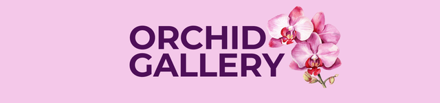 Orchid Gallery
