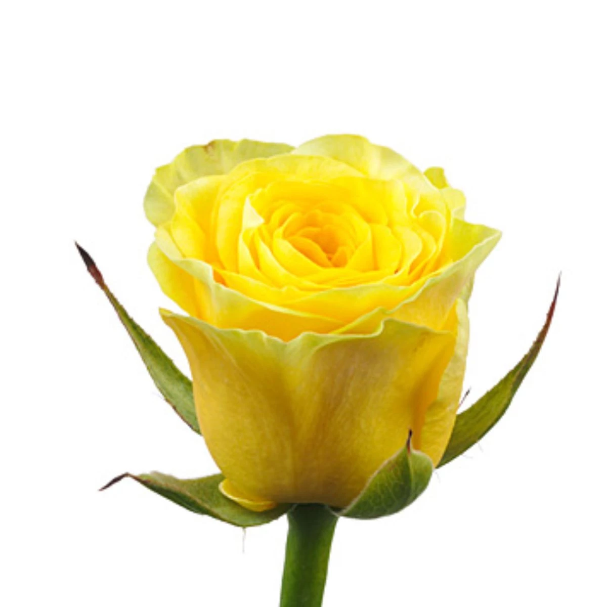 Yellow classic rose