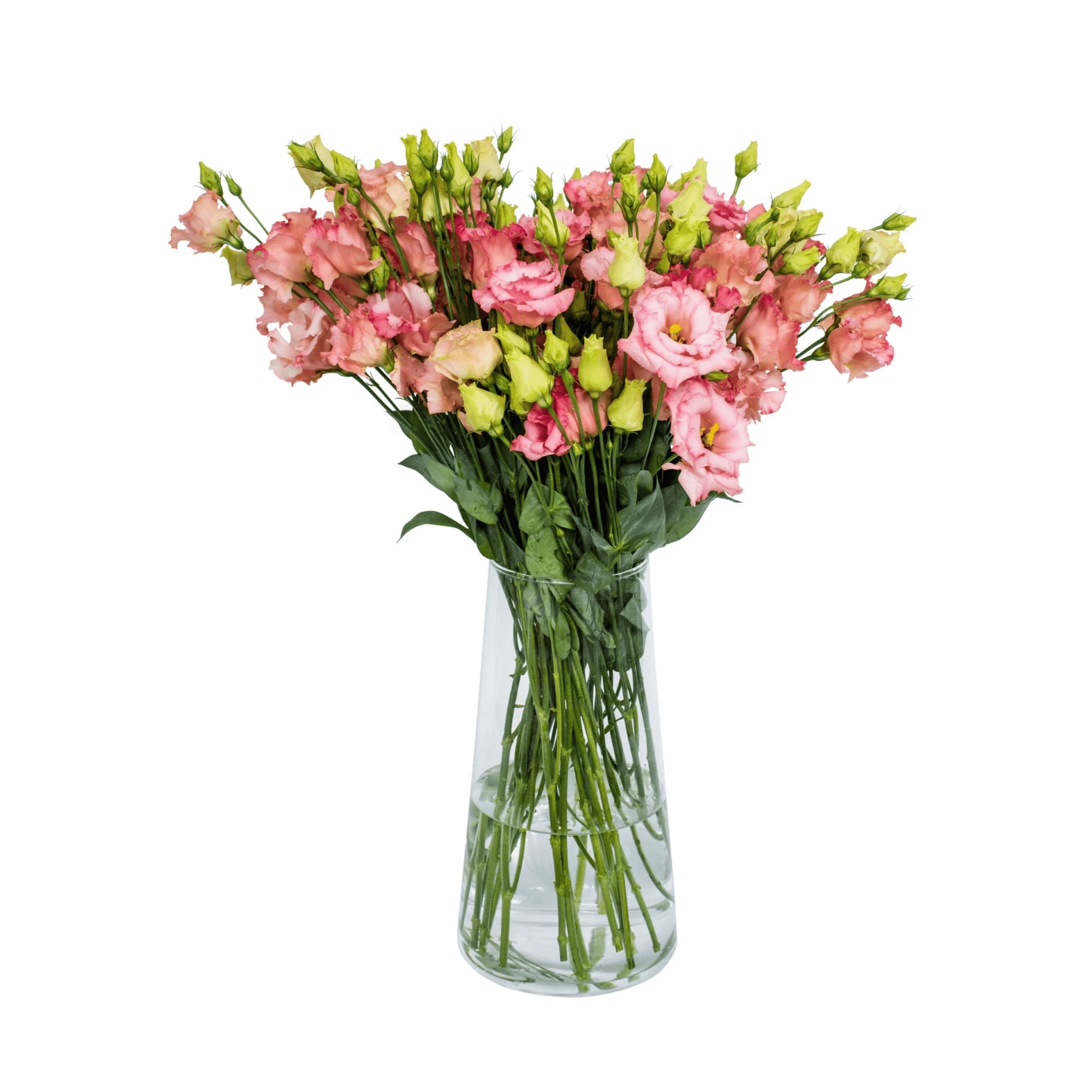 Pink  lisianthus (eustoma) flowers