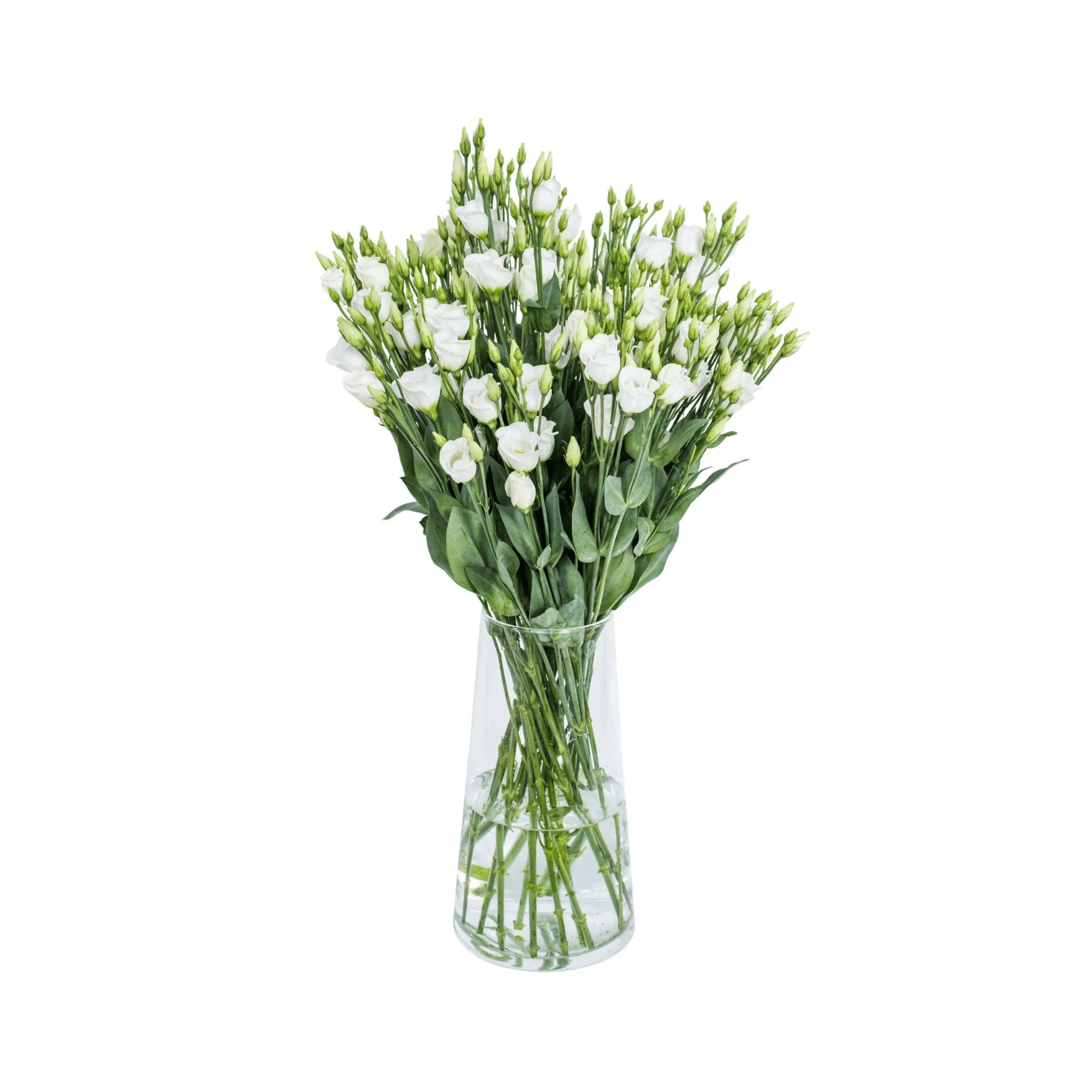 White  lisianthus (eustoma) flowers