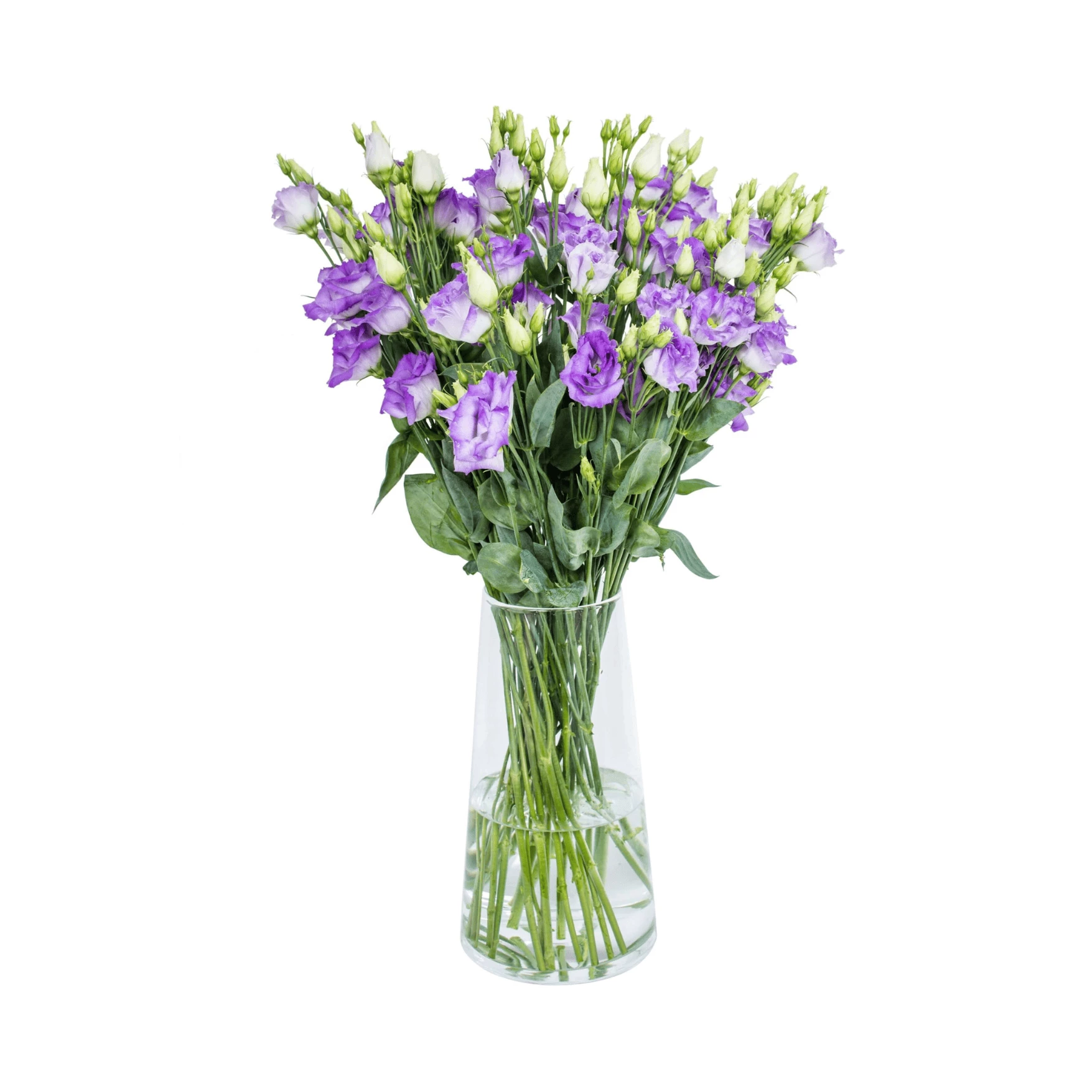 Purple  lisianthus (eustoma) flowers