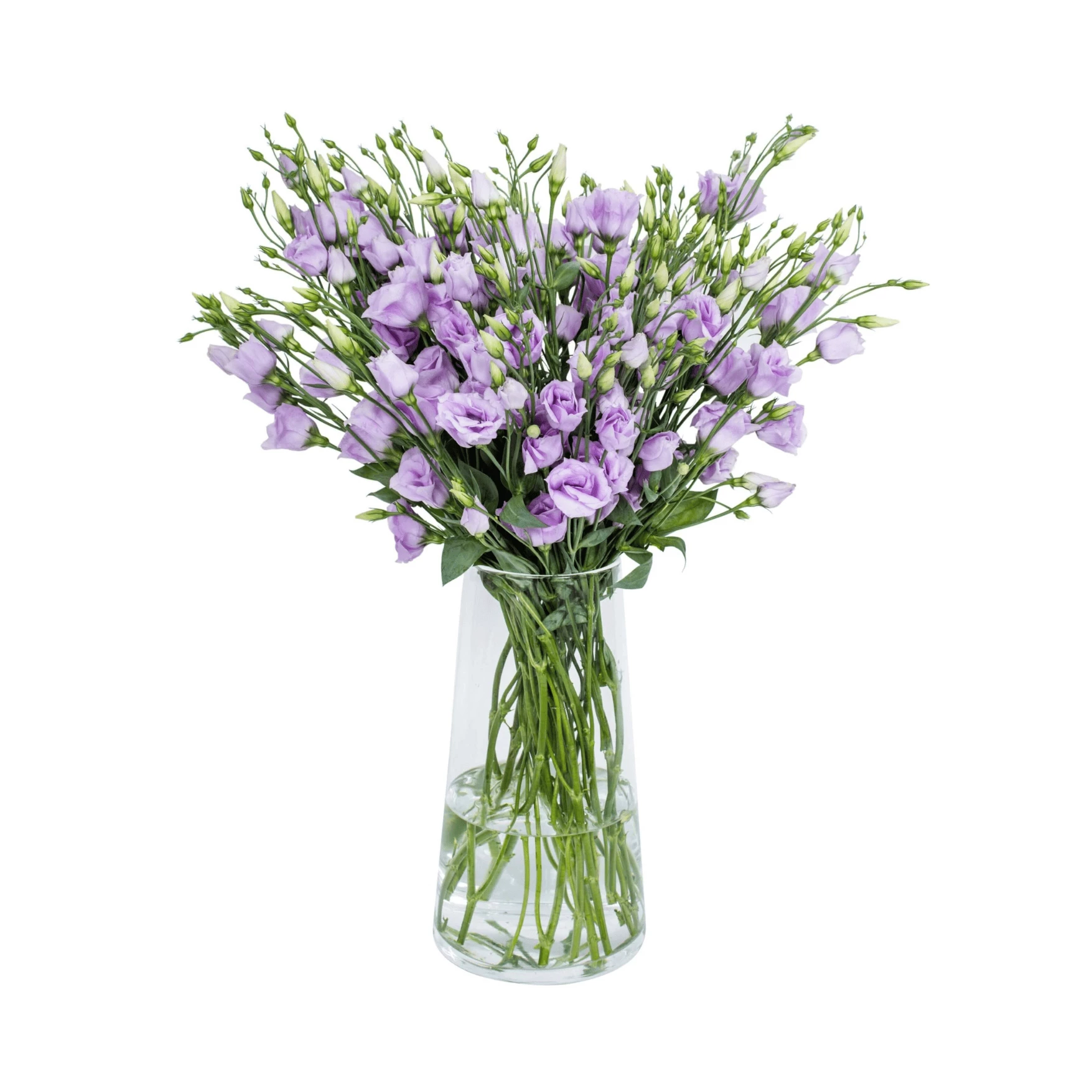 Purple  lisianthus (eustoma) flowers