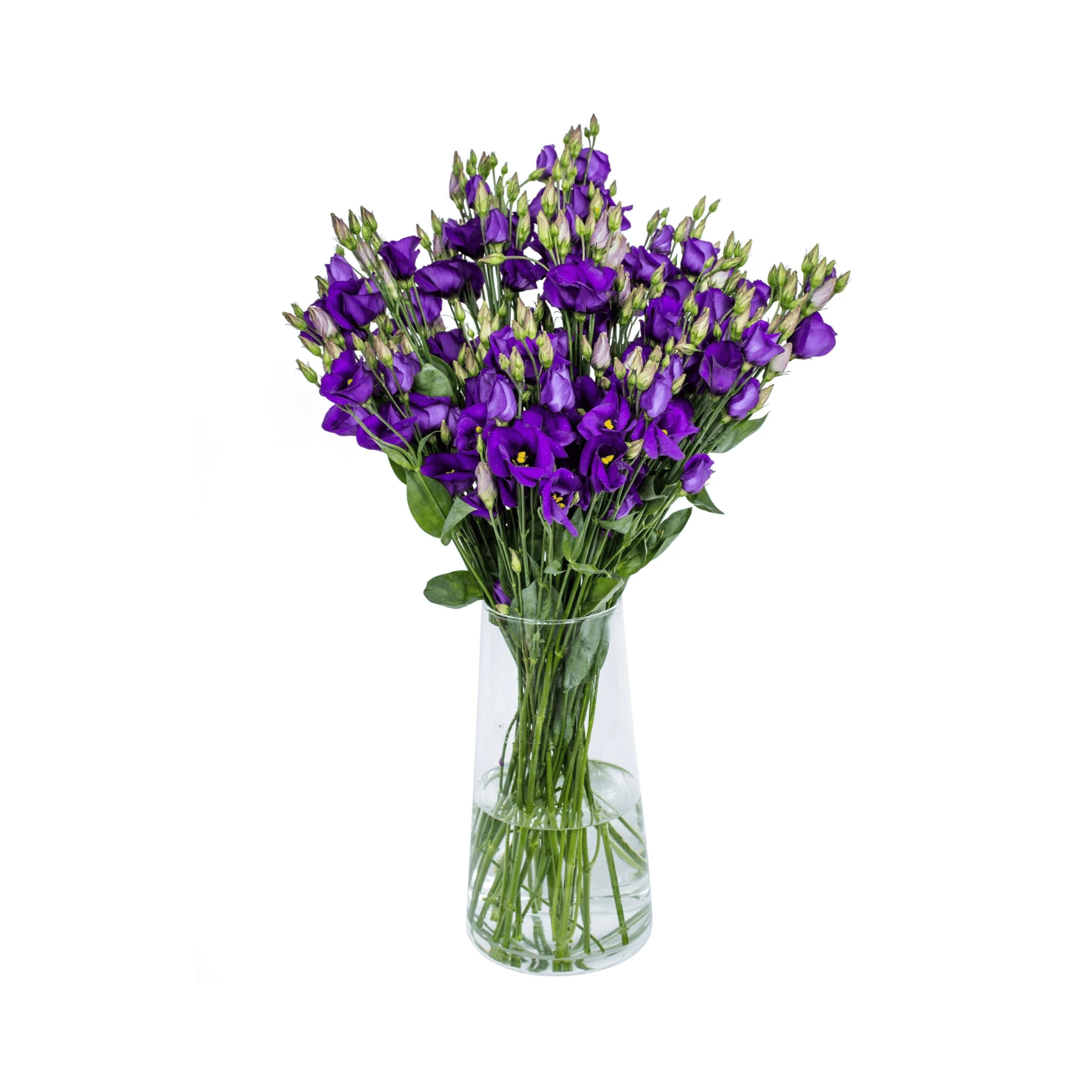 Purple  lisianthus (eustoma) flowers