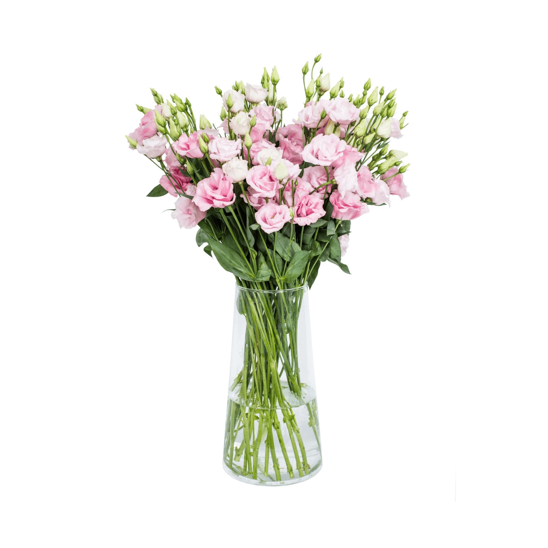 Pink  lisianthus (eustoma) flowers