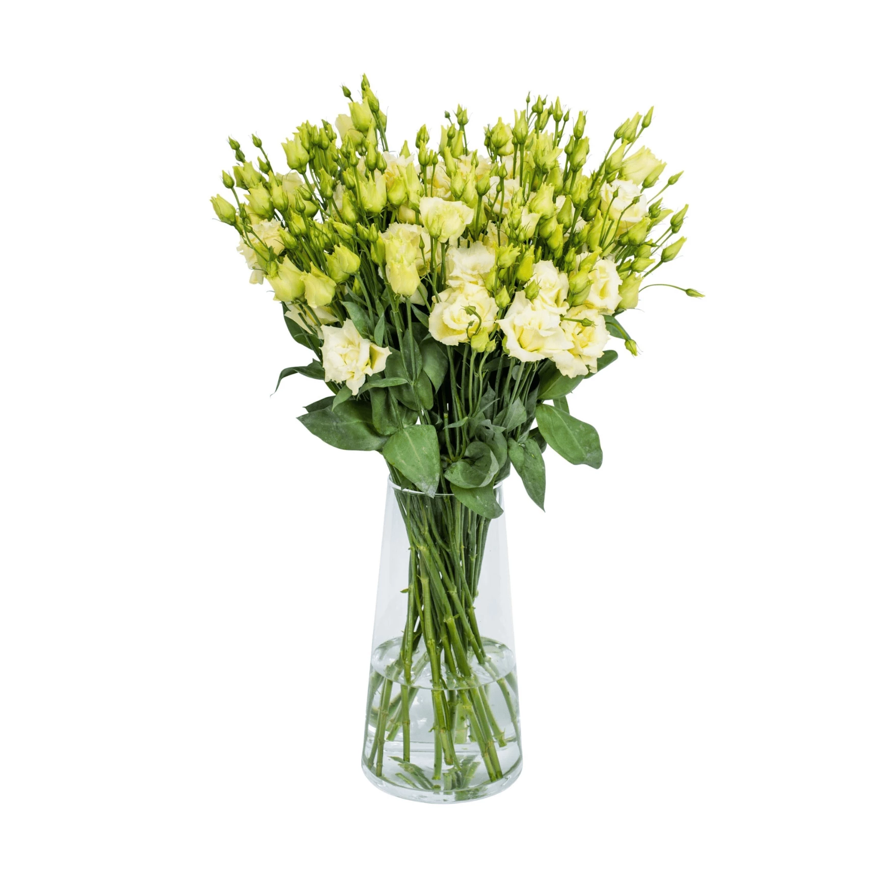 Green  lisianthus (eustoma) flowers