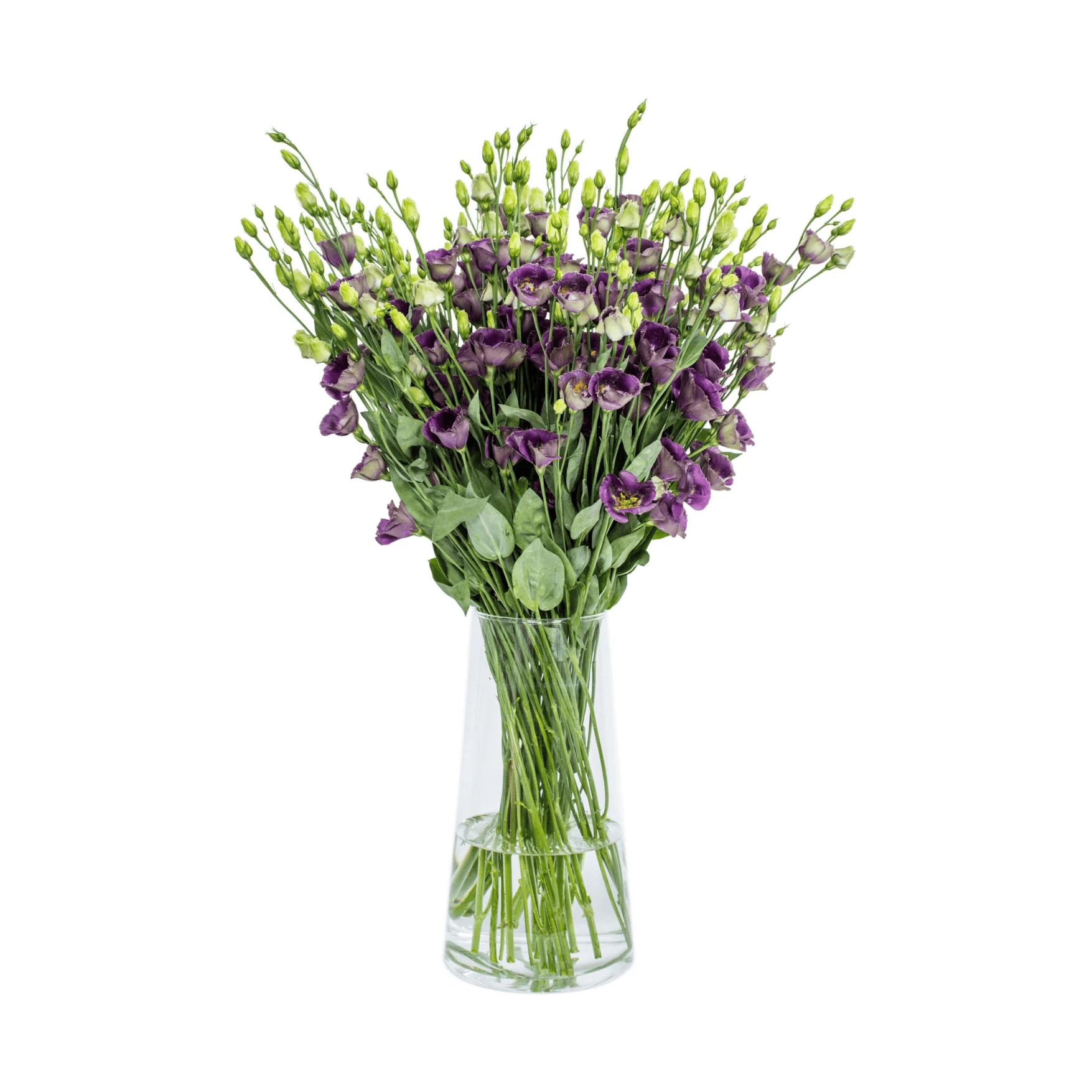 Purple  lisianthus (eustoma) flowers