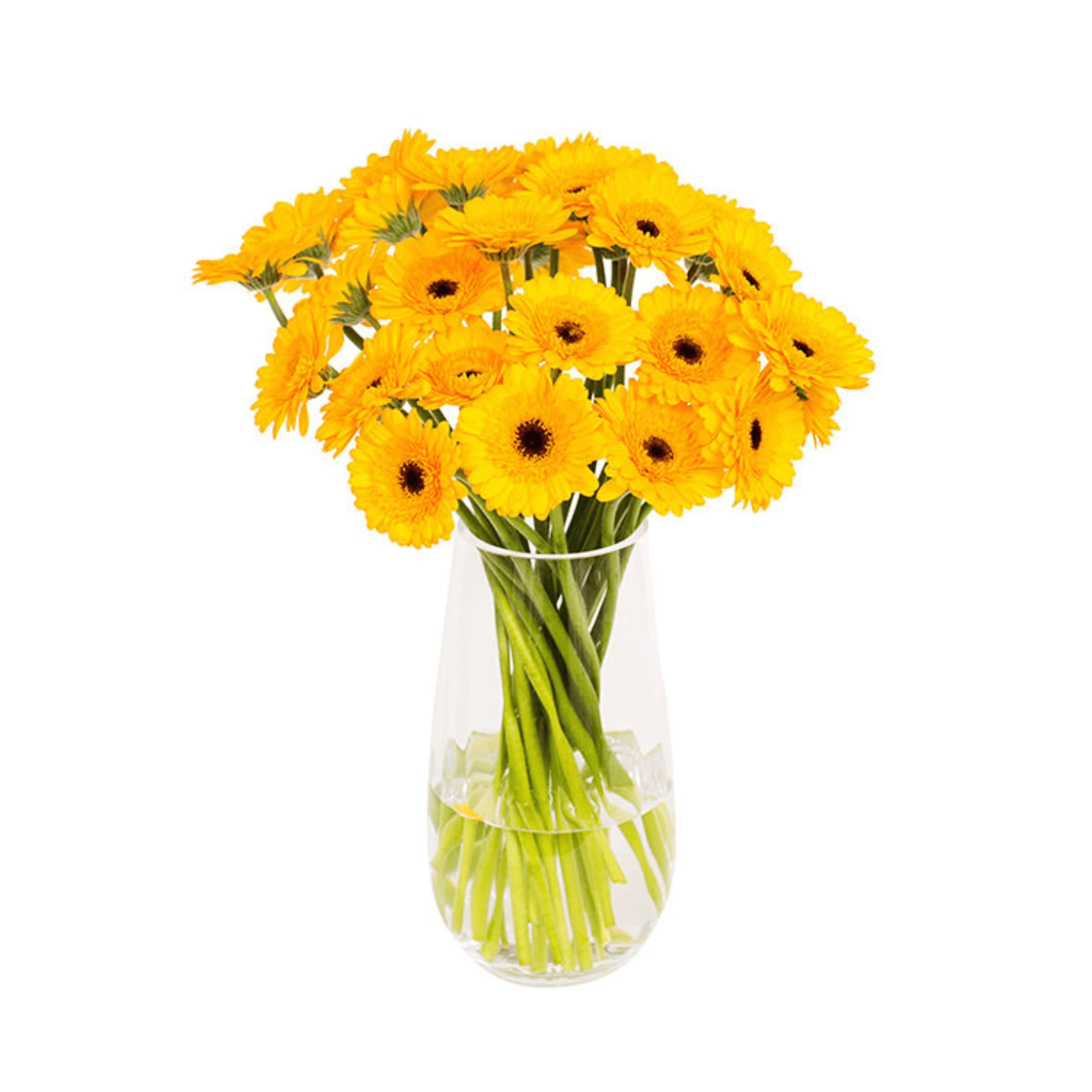 Yellow gerbera flowers