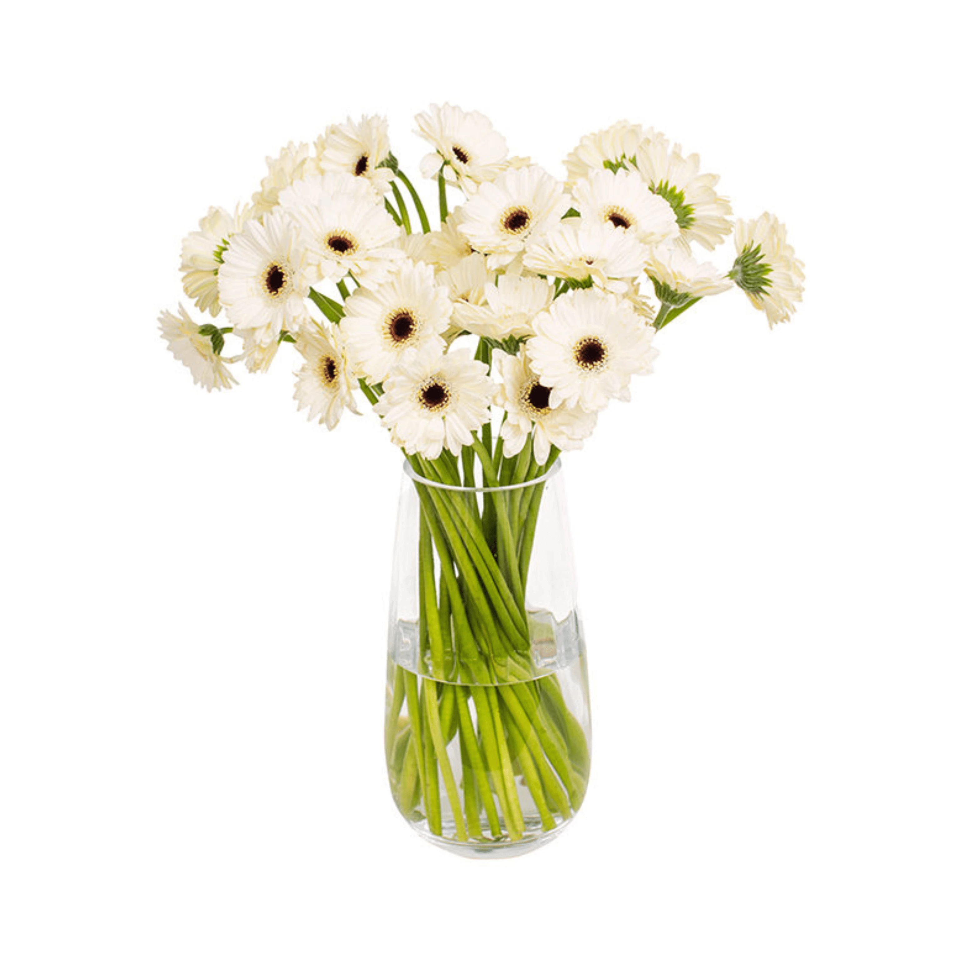 White with black gerbera flowers