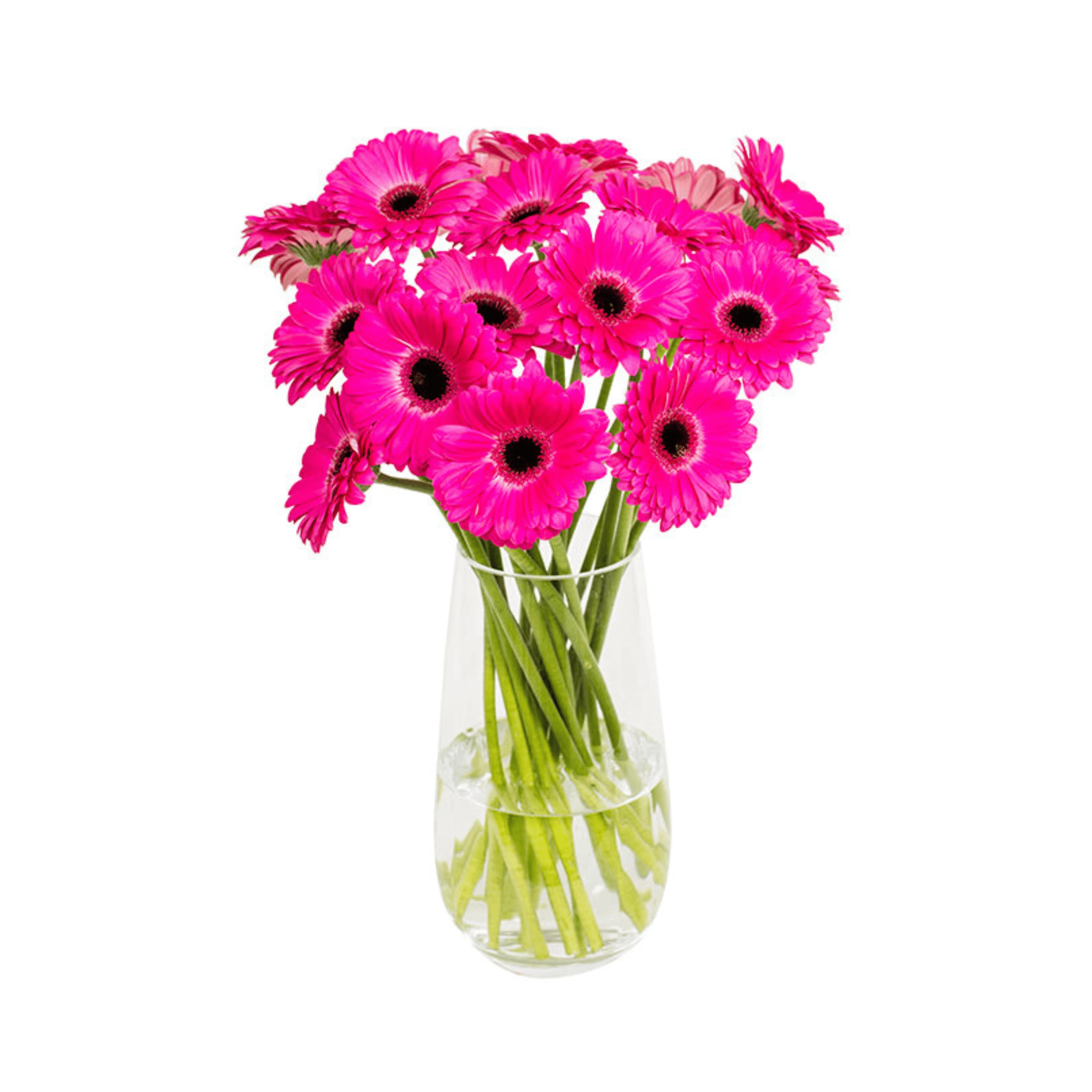 Pink gerbera flowers