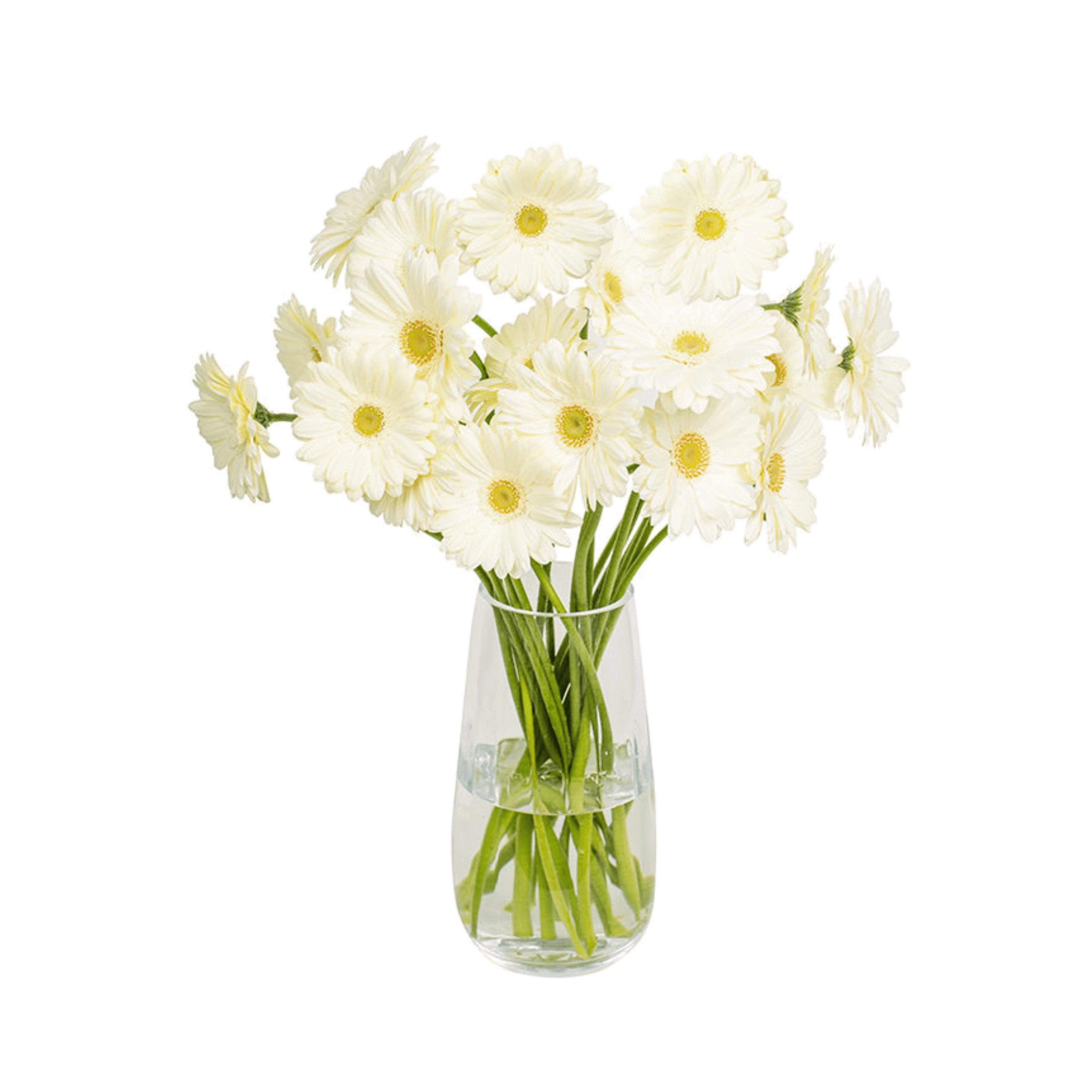 White gerbera flowers