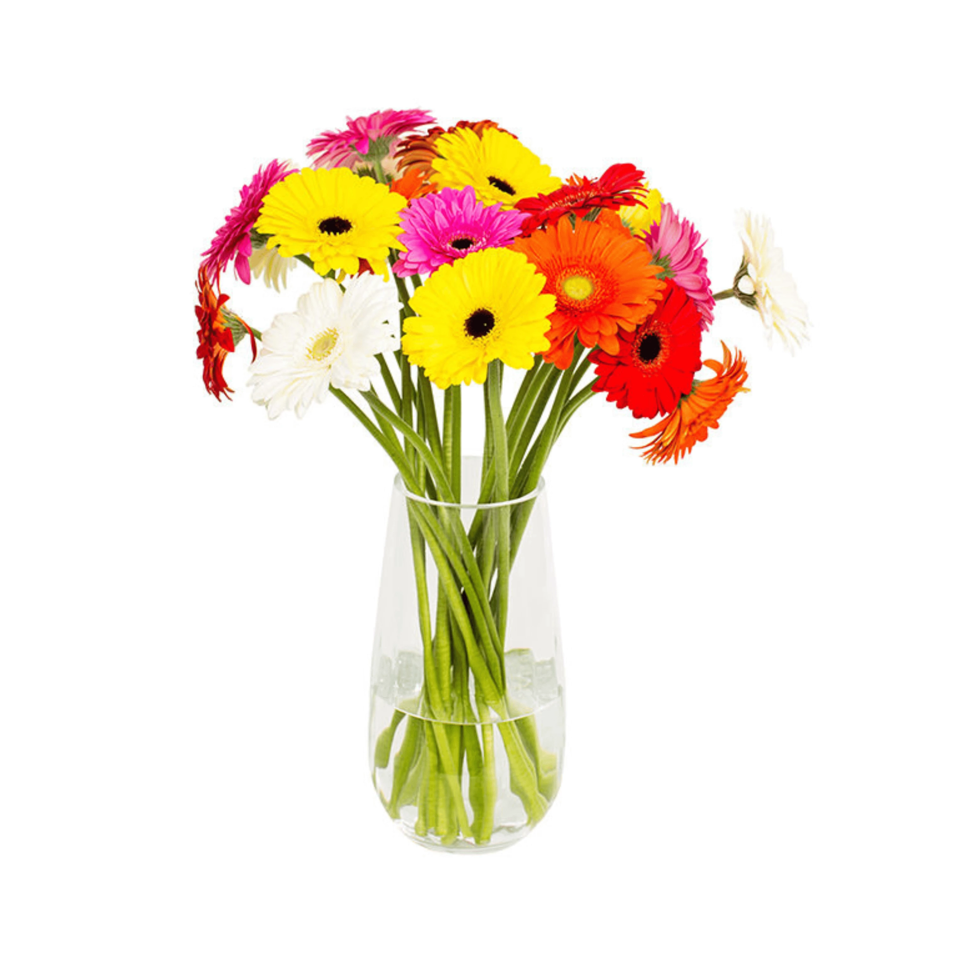 Mix-colored gerbera flowers