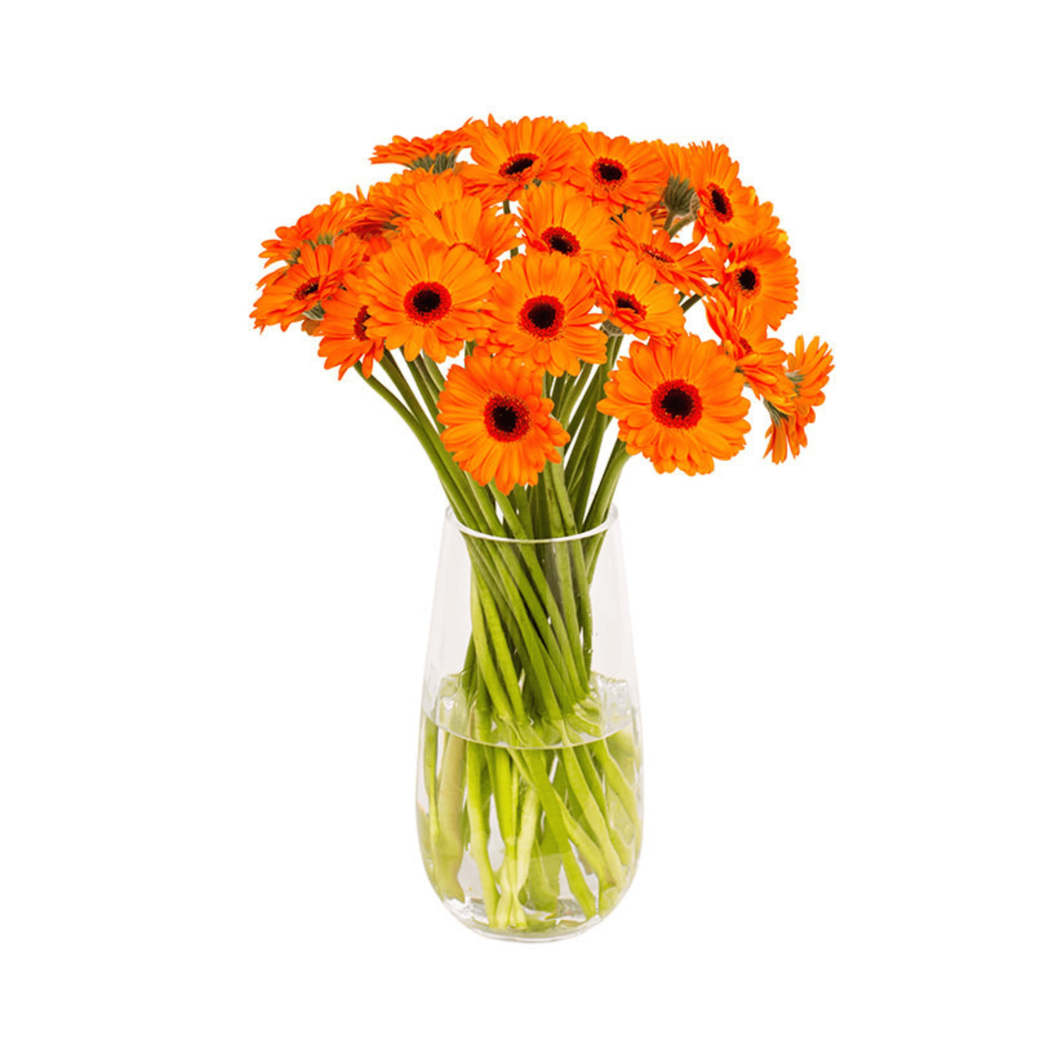 Orange gerbera flowers