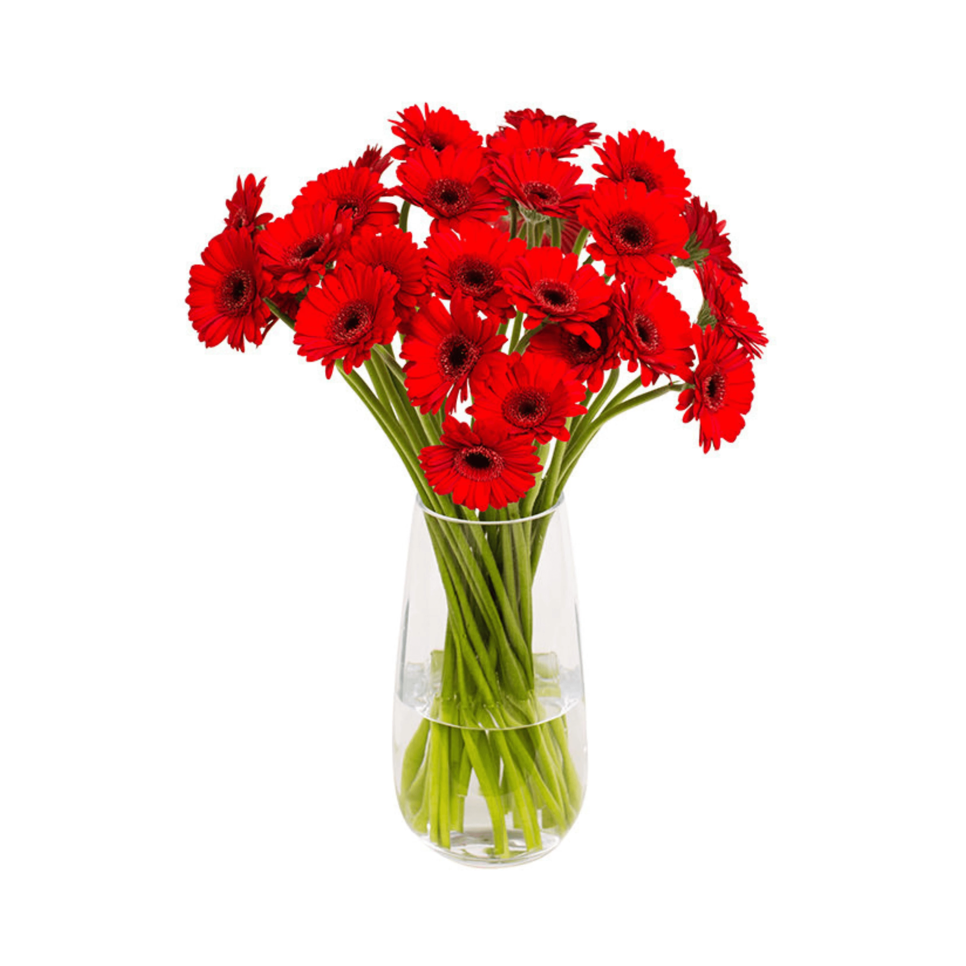 Red gerbera flowers