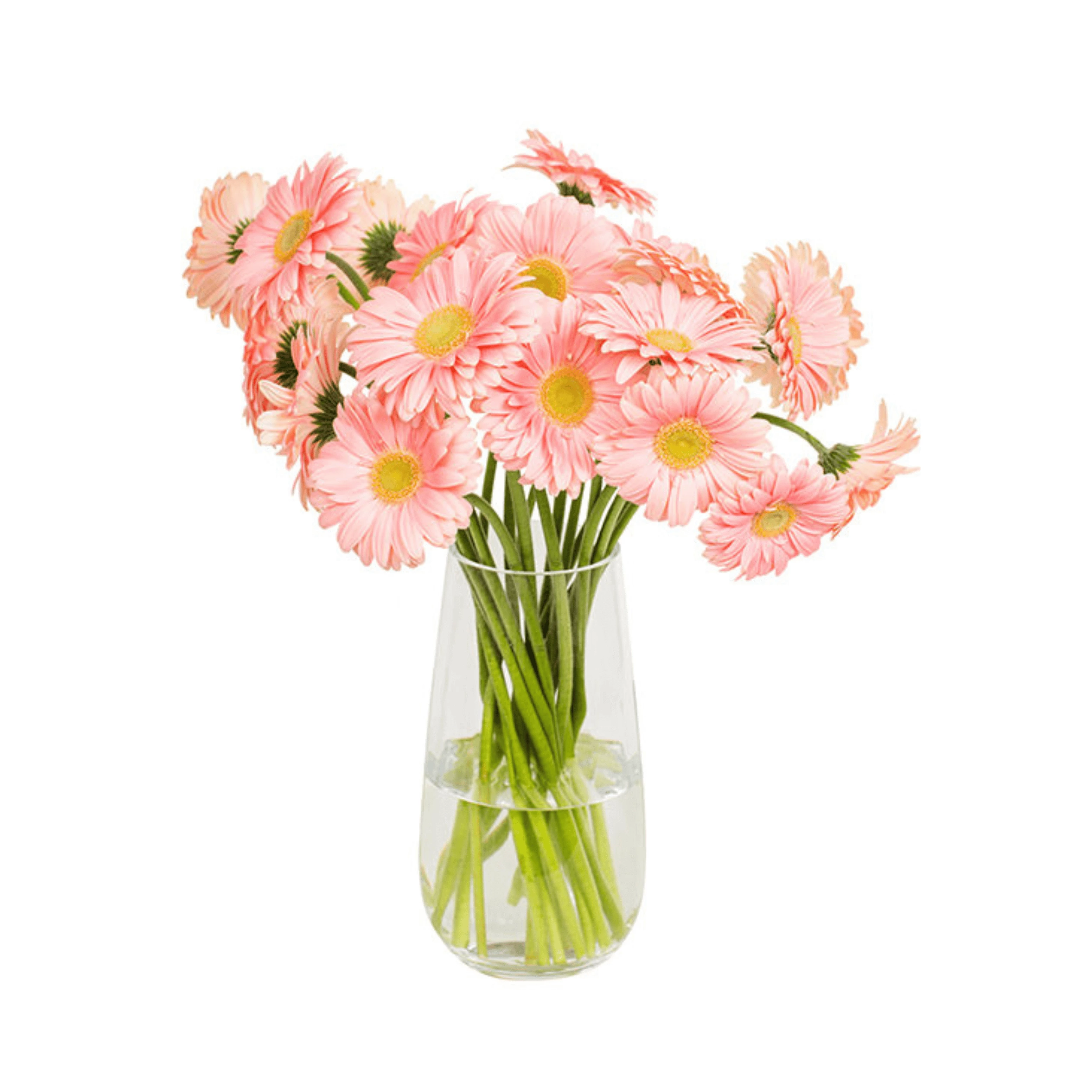 Light pink gerbera flowers