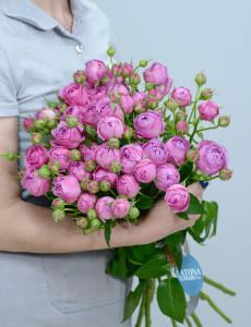 Peony roses ‹Misty Bubbles› 9 brunches