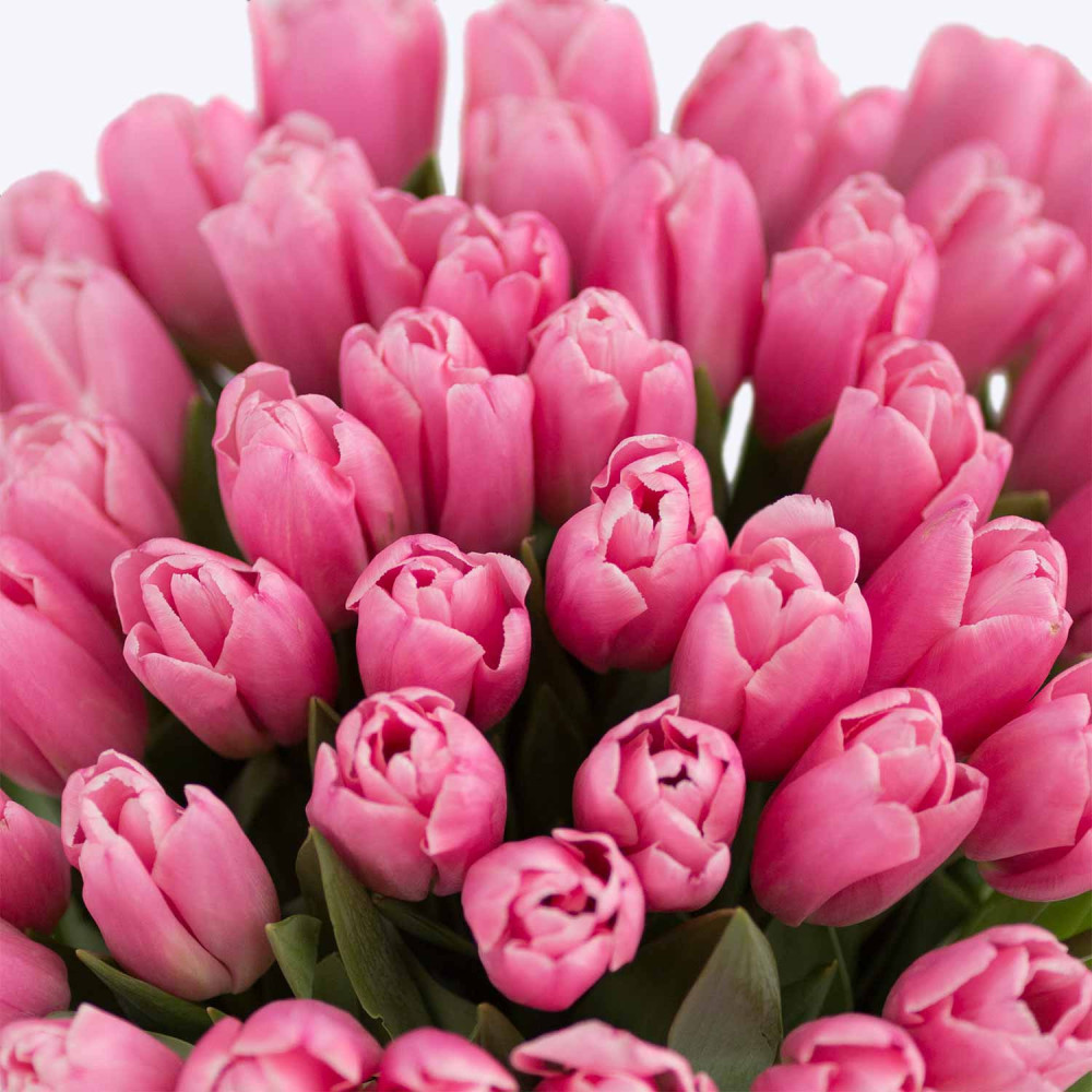 Pink 45 tulips