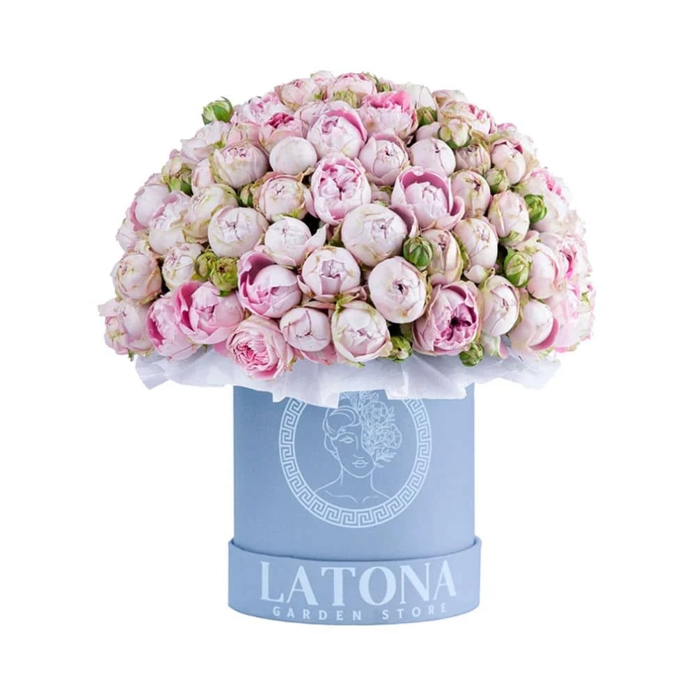 Peony roses Latona in a box