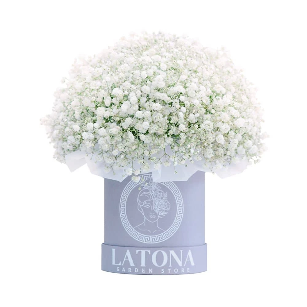 Baby breath's gypsophila Adana in a box