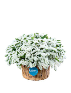 Flower in a Basket ‹DRY WHITE› with limoniums