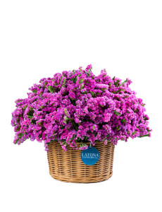 Flower in a Basket ‹DRY PINK› with limoniums