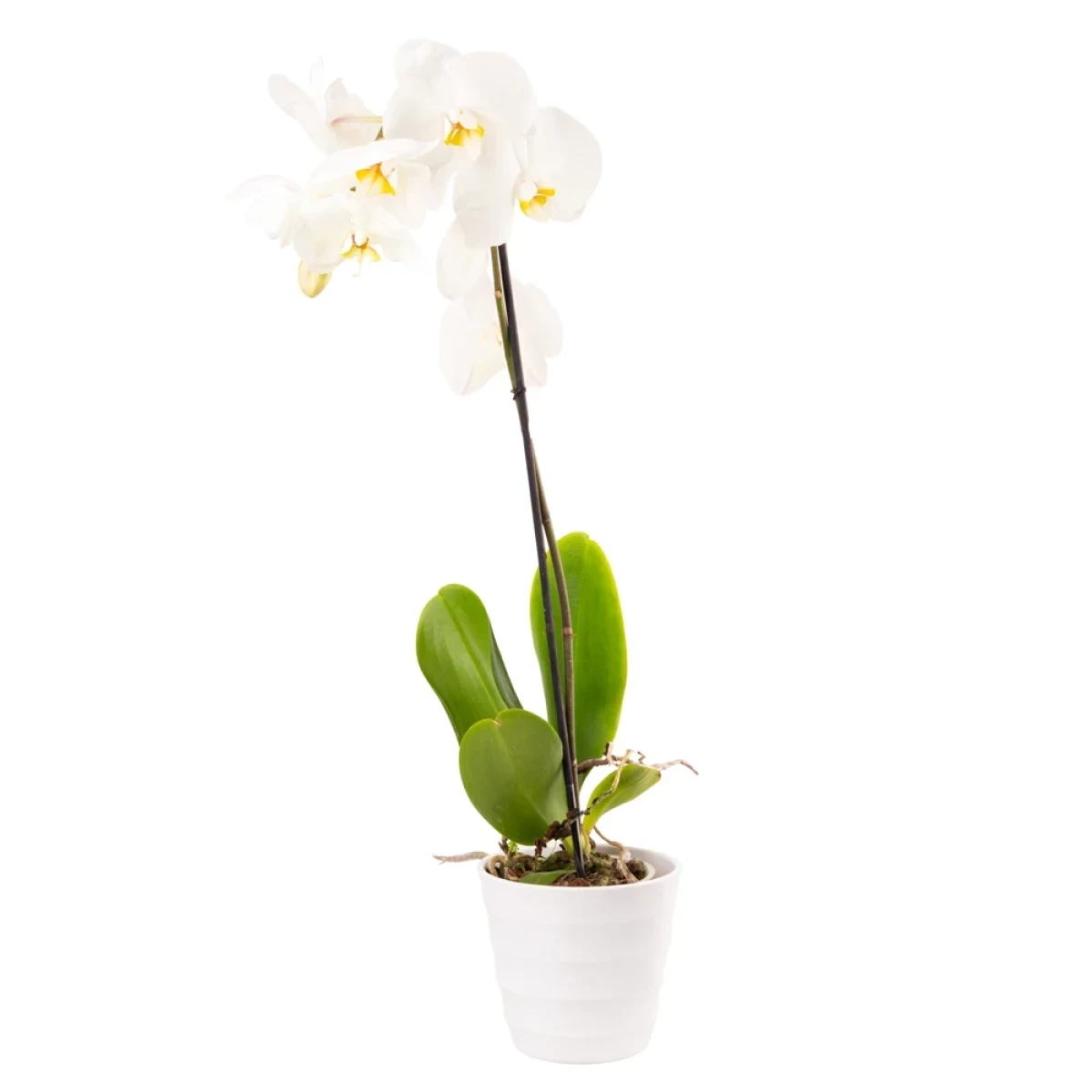 Բույս ‹Orchid Gallery› Սպիտակ Խոլորձ