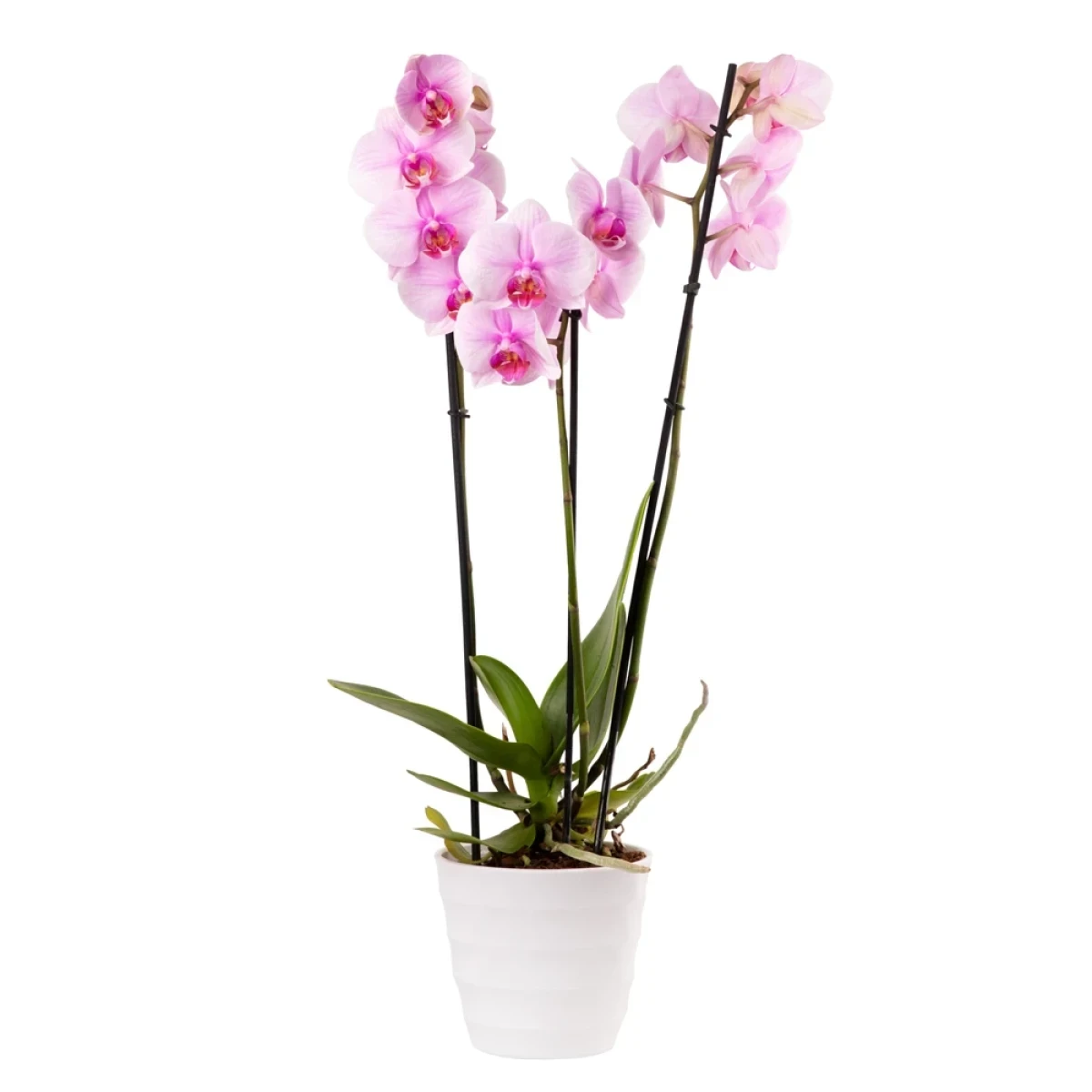 Растение ‹Orchid Gallery› Розовая Орхидея