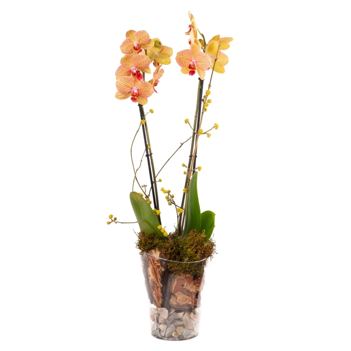 Բույս ‹Orchid Gallery›Խոլորձ