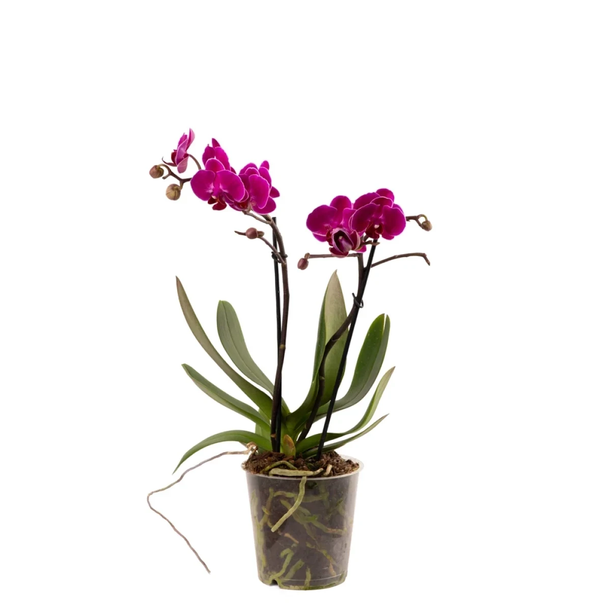 Растение ‹Orchid Gallery›  Орхидея