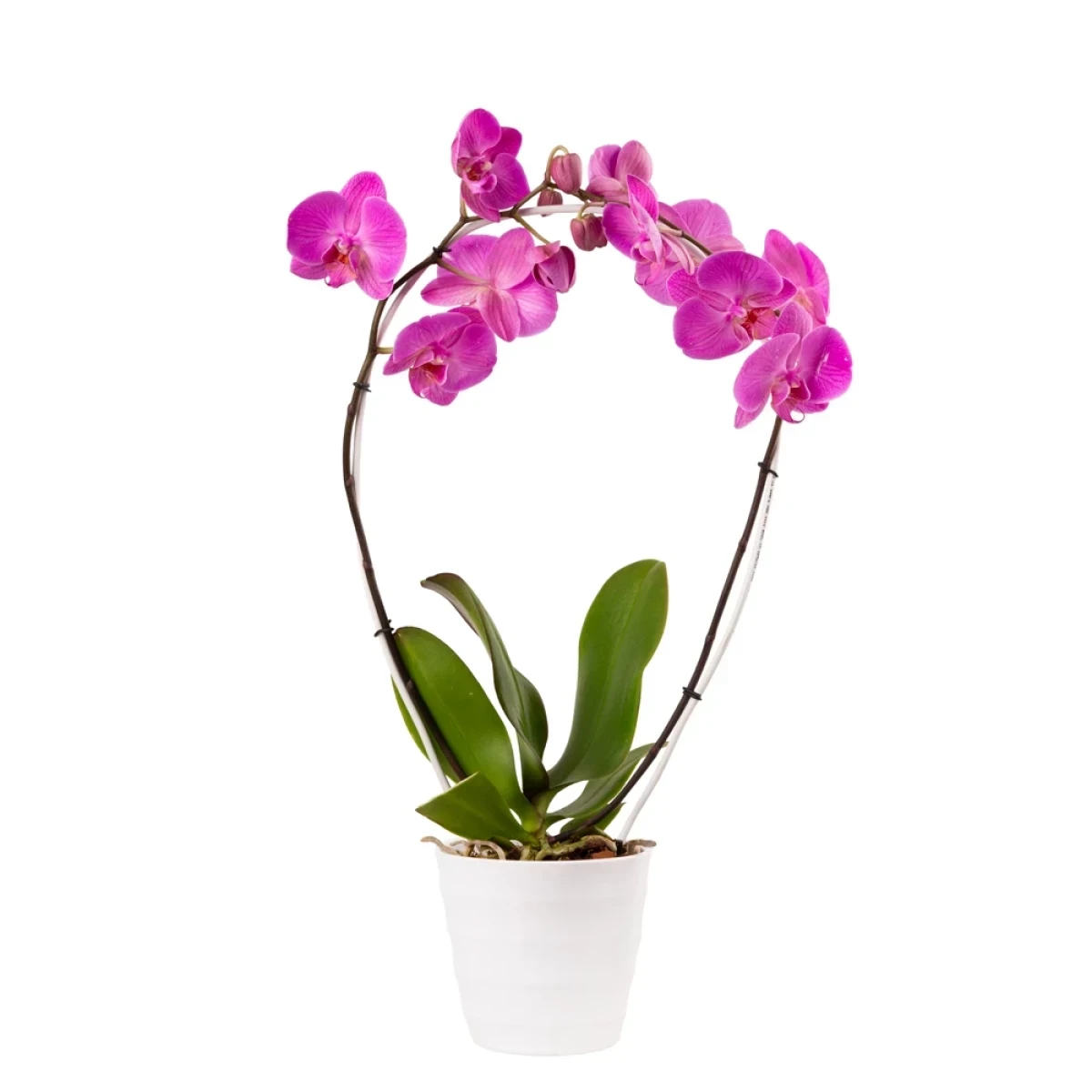 Plant ‹Orchid Gallery› Pink Orchid