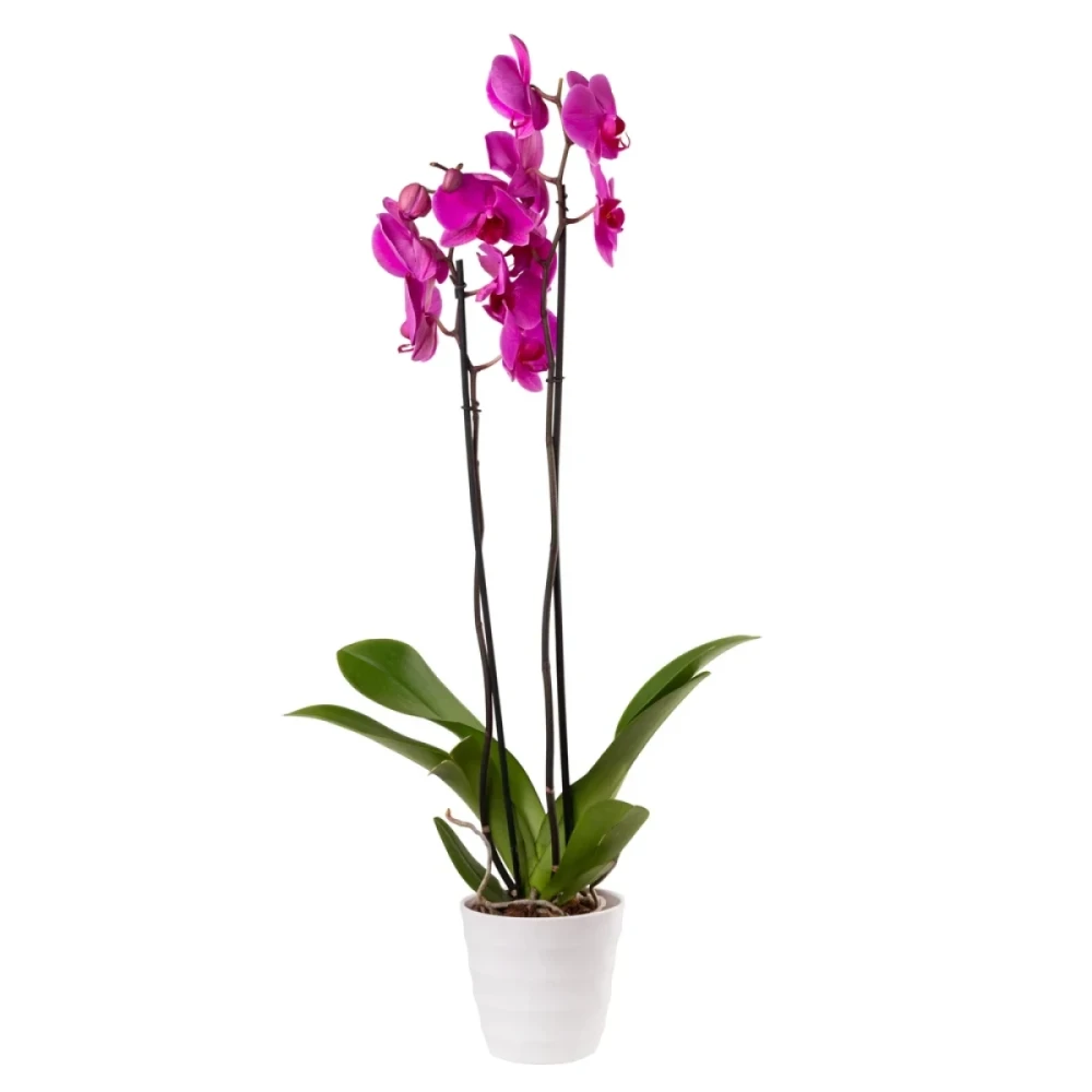 Plant ‹Orchid Gallery› Pink Orchid