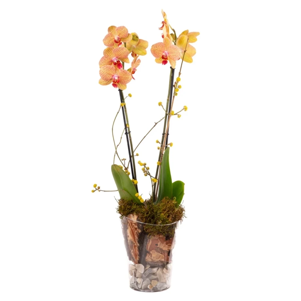 Plant ‹Orchid Gallery› Orchid