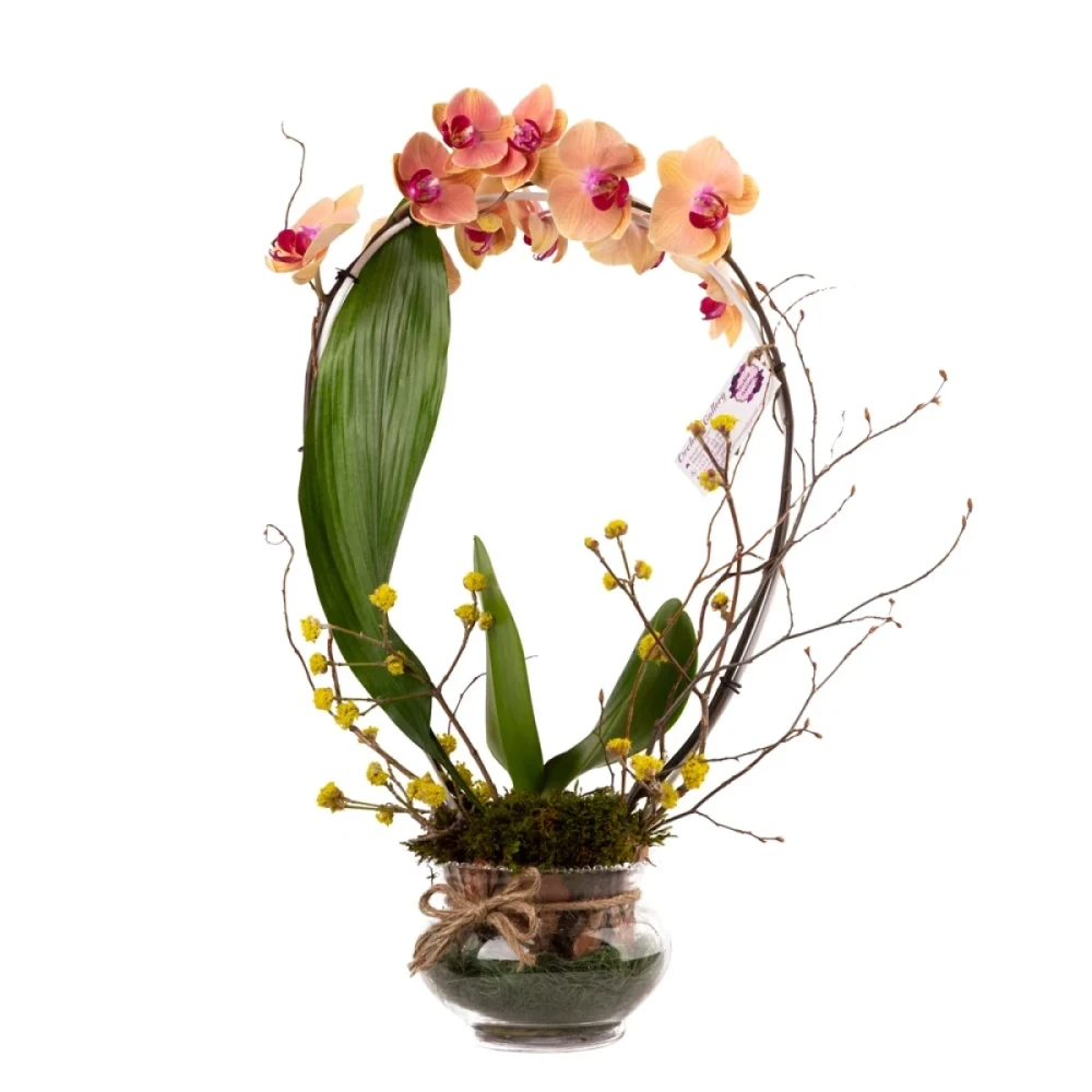 Plant ‹Orchid Gallery› Orchid Composition